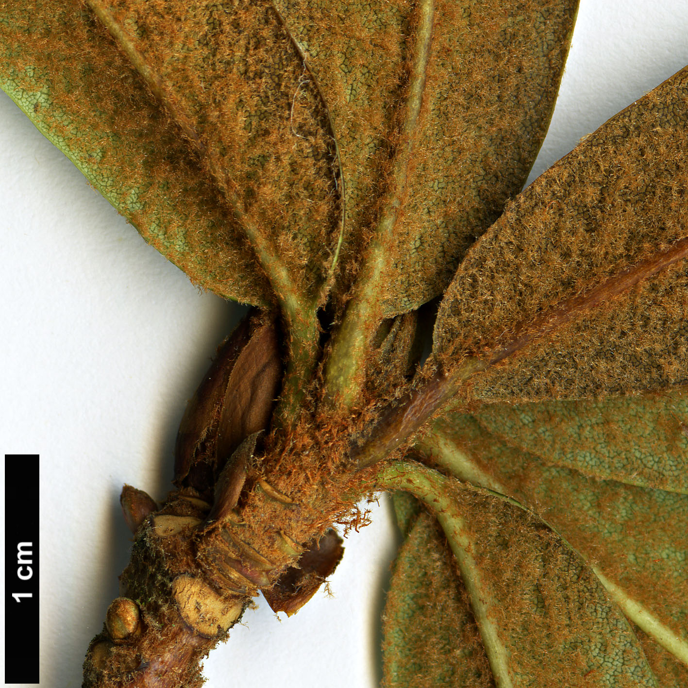 High resolution image: Family: Ericaceae - Genus: Rhododendron - Taxon: pocophorum - SpeciesSub: var. hemidartum 